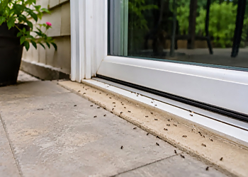 Avid Pest Services Niagara Falls - Niagara Falls, ON Pest Control - Ant Control Image