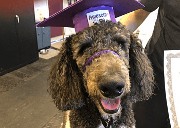 Ottawa Dresseurs De Chiens Awesome K9