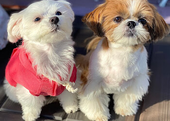 New Westminster pet grooming Ayros Dog Grooming Salon