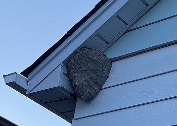 Vaughan pest control B.B.P.P. The Best Bug & Pest Protection Inc.