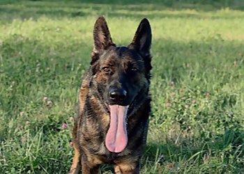 BC Westcoast K9 Services - Langley, BC Dog Trainers - Dog Image