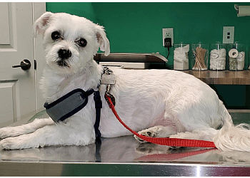 Calgary Cliniques Vétérinaires Beddington Trail Animal Hospital