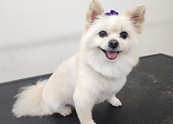 Orangeville pet grooming BJ's Paws Spa