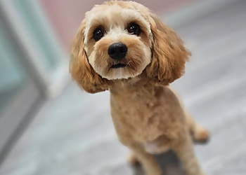 Orangeville pet grooming BJ's Paws Spa