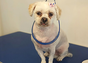 Orangeville pet grooming BJ's Paws Spa