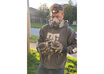 Barrie animal removal BN Wildlife Removal