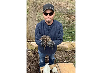 Barrie animal removal BN Wildlife Removal