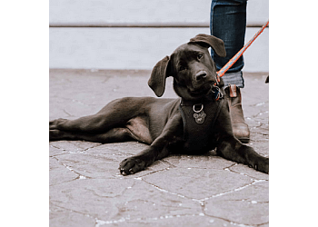 Victoria dog trainer BabyDog and TomeyK9 Services