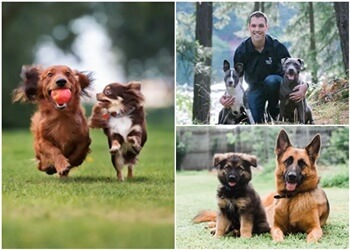 Victoria dog trainer BabyDog and TomeyK9 Services