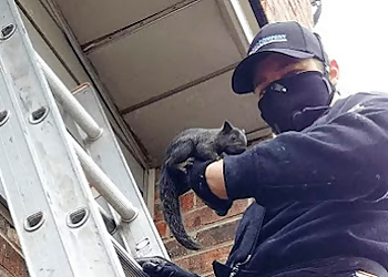 Bad Company Wildlife Eviction - Hamilton, ON Élimination Des Animaux - Service Highlights