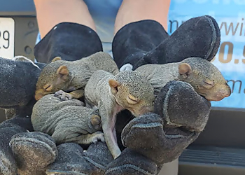 Bad Company Wildlife Eviction - Hamilton, ON Élimination Des Animaux - Service Image