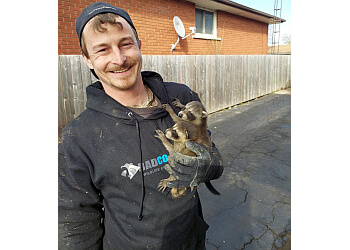 Hamilton animal removal Bad Company Wildlife Eviction Inc.