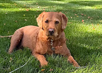 Baker k9 - Caledon, ON Dog Trainers - Dog Image