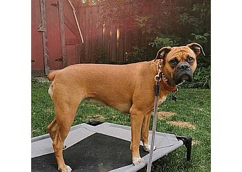 Caledon dog trainer Baker K9