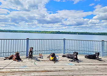 Vaughan dog trainer Balanced Behaviour Dog Training