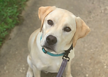Vaughan dog trainer Balanced Behaviour Dog Training