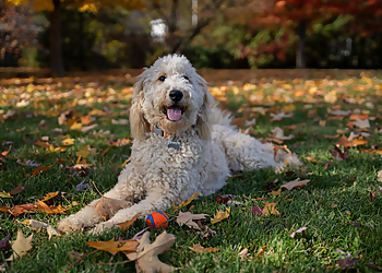 Richmond Hill Dresseurs De Chiens Balanced Paw