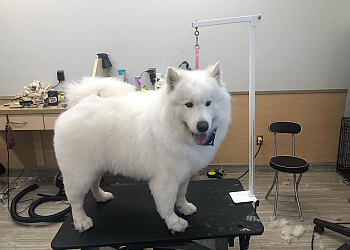 Brampton Salons de Toilettage Pour Animaux De Compagnie Bark Avenue Spaw
