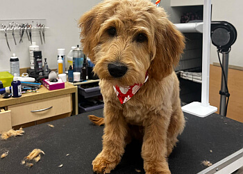 Brampton Salons de Toilettage Pour Animaux De Compagnie Bark Avenue Spaw