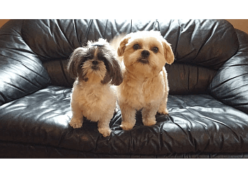 London Dresseurs De Chiens Bark Busters