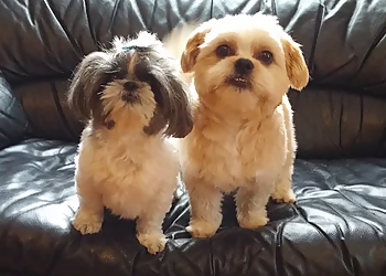 Bark Busters - London, ON Dog Trainers - Puppy Image