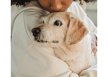 London Dresseurs De Chiens Bark Busters