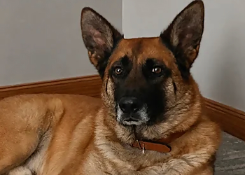 Bark Busters - North Bay, ON Dog Trainers - Dog Image