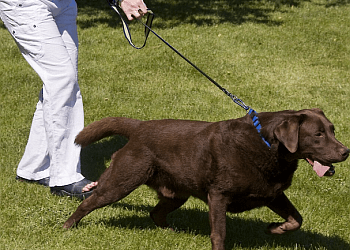 Oakville dog trainer Bark Busters