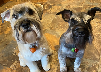 Port Coquitlam dog trainer Bark Busters