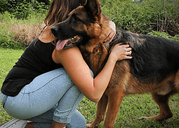 Richmond dog trainer Bark Busters