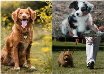 Richmond dog trainer Bark Busters