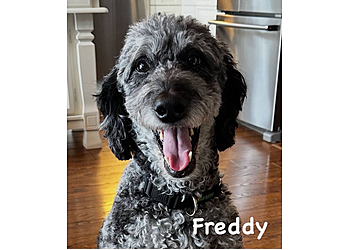 Sudbury dog trainer Bark Busters