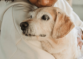 Whitby dog trainer Bark Busters