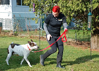 Hamilton Dresseurs De Chiens Bark Busters Hamilton