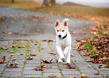 Bark Busters In Home Dog Training - Kitchener, ON Dresseurs De Chiens - Puppy Image