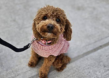 Milton dog trainer Bark Busters In-Home Dog Training