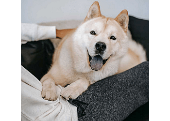 New Westminster dog trainer Bark Busters In Home Dog Training