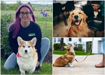 Newmarket dog trainer Bark Busters York Region