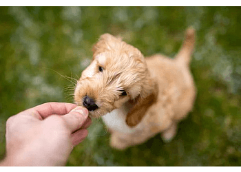 Newmarket dog trainer Bark Busters  In Home Dog Training image 1