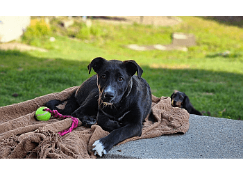 North Bay dog trainer Bark Busters
