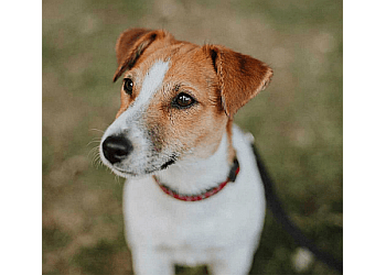 North Bay dog trainer Bark Busters