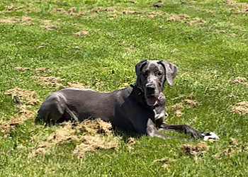 Bark Busters Mississauga - Mississauga, ON Dog Trainers - Dog Image