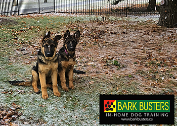 Bark Busters Mississauga - Mississauga, ON Dog Trainers - Dog Training Session Image