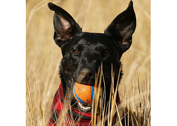 Repentigny Dresseurs De Chiens Bark Busters Rive-Nord