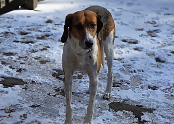 Bark Busters Windsor Chatham - Chatham, ON Dog Trainers - Dog Image