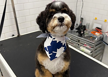 Bark & Fitz North Oakville - Oakville, ON Pet Grooming