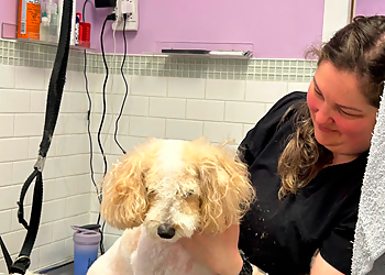 Bark & Fitz North Oakville - Oakville, ON Pet Grooming - Service Image