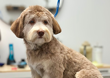 Bark N' Bath Grooming Bark N' Bath Grooming - Whitby, ON Pet Grooming - Service Image