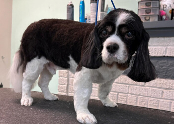 London Salons de Toilettage Pour Animaux De Compagnie Bark and Purr Pet Grooming