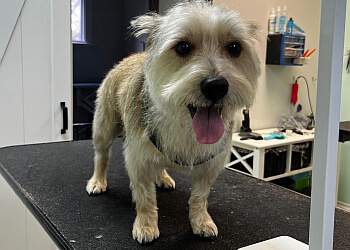 London Salons de Toilettage Pour Animaux De Compagnie Bark and Purr Pet Grooming